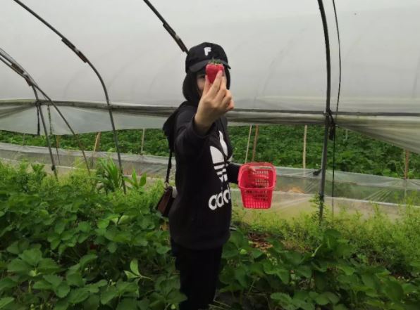 親近“莓”好大自然,xk8100星空传媒護欄組織員工（gōng）春遊采摘活動